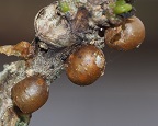 Eggs of weevil photo